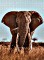 Ambassador Photographers Collection - Afrikanischer elephant (30784)