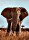 Ambassador Photographers Collection - Afrikanischer Elefant (30784)
