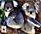 Speedlink Terra WWF Koala Mousepad (SL-620300-WWF9)