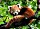 Ravensburger Puzzle Süßer roter Panda (17381)