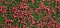 Jeszcze Groundcover Foliage Meadow red (07257)