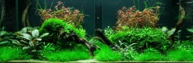 Aquarienpflanzen-Shop Aquarium Pflanzenset für 300 Liter - Layout 95 von Tropica