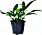 Anubias congensis Kongo-Speerblatt Mutterpflanze