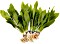 5 Bunde Amazonasschwertpflanzen - Echinodorus bleherae