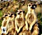 Speedlink Terra WWF meerkat mousepad (SL-620300-WWF5)