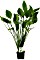 Dennerle Echinodorus argentinensis XXL Schaupflanze von Dennerle