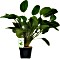 Dennerle Echinodorus Dschungelstar Nr. 2 Kleiner Bär XXL Schaupflanze