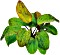 Dennerle Gefleckte Schwertpflanze Echinodorus Ozelot von Dennerle
