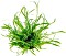 Dennerle Brasilianische Graspflanze - Lilaeopsis brasiliensis getopft