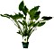 Dennerle Echinodorus argentinensis XL Topfpflanze von Dennerle