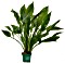 Dennerle Echinodorus grisebachii Bleherae XL Topfpflanze