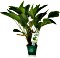 Dennerle Echinodorus Dschungelstar Nr.2 Kleiner Bär XL Topfpflanze