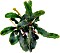 Dennerle Bucephalandra pygmaea 'Bukit Kelam'