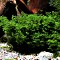 Dennerle Korallenmoos - Riccardia chamedryfolia In-Vitro