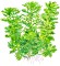 Tropica Hottonia palustris - Wasserprimel, Wasserfeder