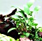 Tropica Anubias gracilis - Dreieckiges Speerblatt