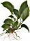 Tropica Anubias barteri var. caladiifolia Typ 1705 breitblättrige Anubiassorte