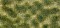Jeszcze Groundcover Foliage green/beżowy (07253)
