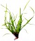 Dennerle Wasserpflanze In-Vitro J10 Juncus Repens (30009)