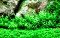 Tropica Wasserpflanze In-Vitro 1-2-Grow! Gratiola Viscidula (042 TC)