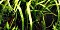 Tropica Wasserpflanze In-Vitro 1-2-Grow! Cryptocoryne Crispatula (125 TC)