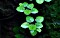 Tropica Wasserpflanze In-Vitro 1-2-Grow! Limnobium Laevigatum (063 TC)