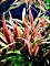 Tropica Wasserpflanze In-Vitro 1-2-Grow! Cryptocoryne Undulatus Red (110B TC)
