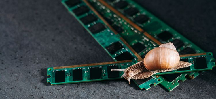 Schnecke kiecht über RAM-Module