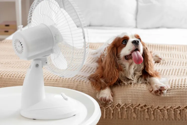 Ventilator mit Hund