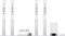 Sony BDV-N9200W Vorschaubild