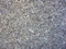 Ostrea Vogelgrit Muschelschalenschrot Vorschaubild