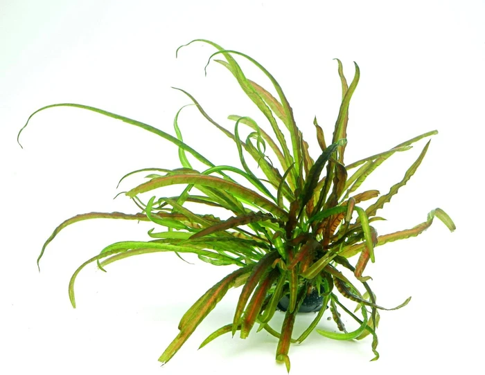 Dennerle Wasserpflanze In-Vitro C366 Cryptocoryne Crispatula Kompakt