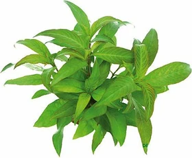Dennerle Kirschblattpflanze - Hygrophila corymbosa Stricta getopft