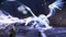 Dragon Age: Origins - Awakening (Add-on) (PC) Vorschaubild