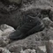 adidas Terrex Skychaser Mid GTX core black/carbon/impact orange (Herren) Vorschaubild
