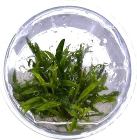 Tropica Wasserpflanze In-Vitro 1-2-Grow! Cryptocoryne Crispatula