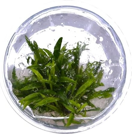 Tropica Wasserpflanze In-Vitro 1-2-Grow! Cryptocoryne Crispatula