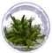 Tropica Wasserpflanze In-Vitro 1-2-Grow! Cryptocoryne Crispatula Vorschaubild