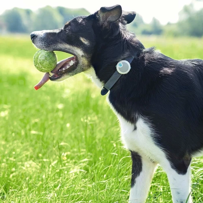Sure Petcare Animo, Verhaltens- und Aktivitäts-Tracker für Hunde