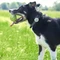 Sure Petcare Animo, Verhaltens- und Aktivitäts-Tracker für Hunde Vorschaubild