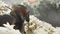 Ghost of Tsushima - Director's Cut (Download) (PC) Vorschaubild