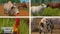 Landwirtschafts-Simulator 2017 - Platinum (Add-on) (PC) Vorschaubild