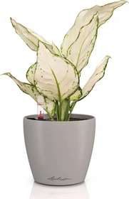 Lechuza Classico Color 12 sandbraun