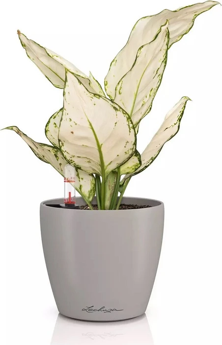 Lechuza Classico Color 12 sandbraun