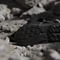adidas Terrex Hydroterra core black/grey four Vorschaubild