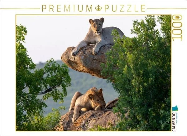 Calvendo Zwei Löwinnen im goldenen Morgenlicht in Südafrika