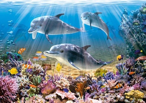 Castorland Dolphins Underwater