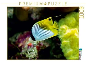 Calvendo Ein Motiv aus dem Kalender Riffbewohner - Bunte Fische, Anemonen und noch viel mehr