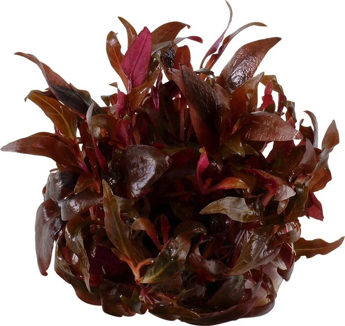 Tropica Wasserpflanze In-Vitro 1-2-Grow! Alternanthera Reineckii Mini