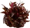 Tropica Wasserpflanze In-Vitro 1-2-Grow! Alternanthera Reineckii Mini Vorschaubild